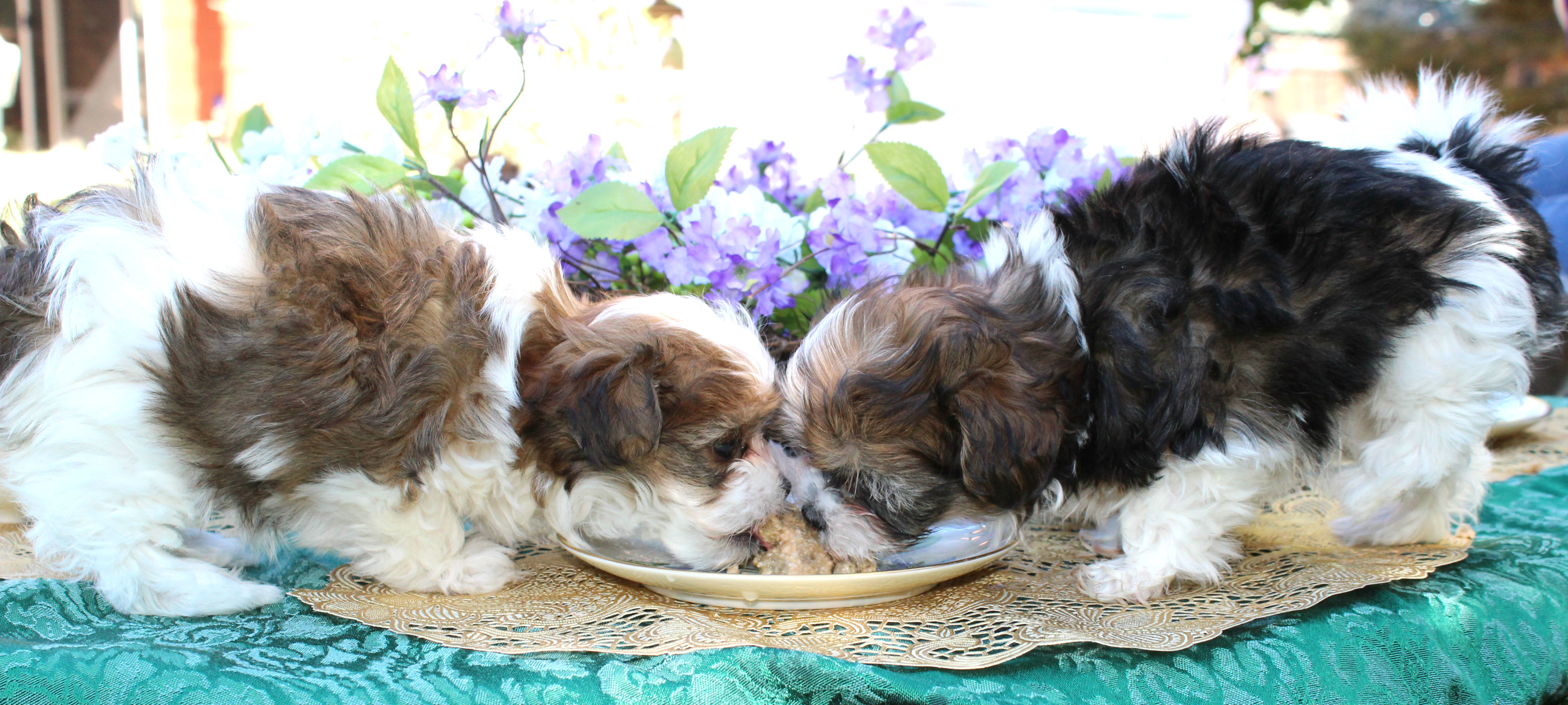 mi-ki-puppies-eating-together