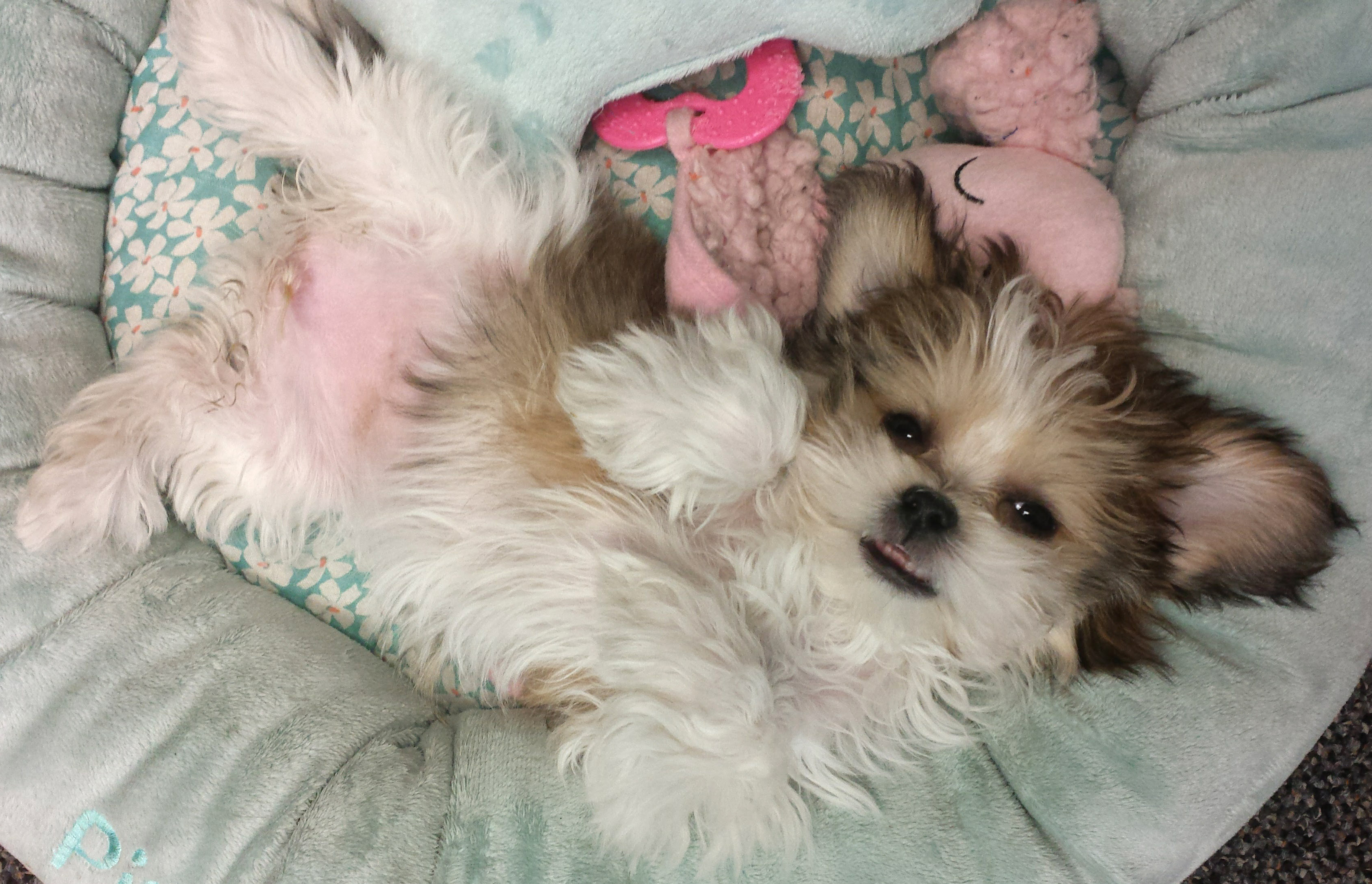 new_mi-ki_puppy_care_royal-t-mi-kis