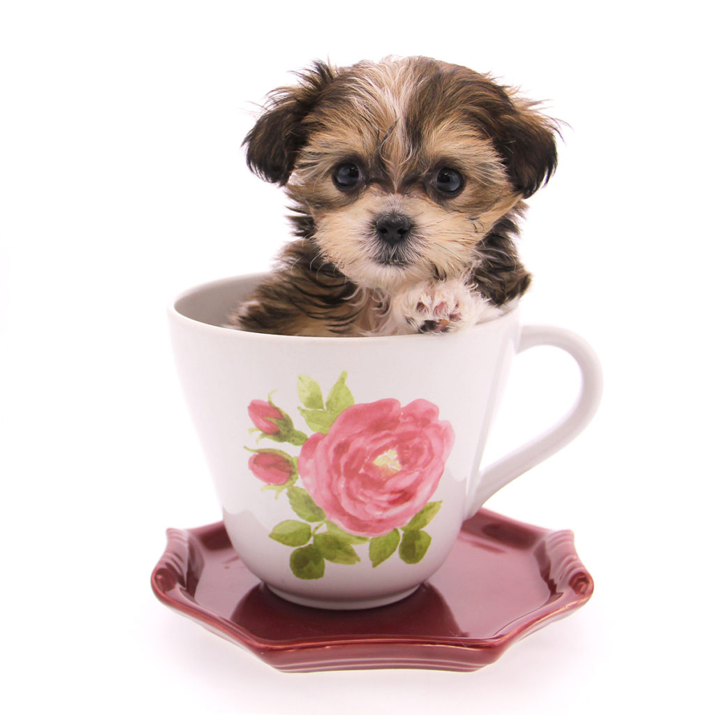 Abby-teacup2-1024x1024