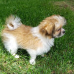 Baron-Mi-ki_puppy_20180524_Royal_T-Mi-kis