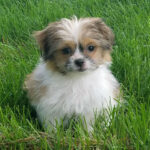 Baron-Royal_T_Mi-kis_20180521_121226