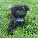 Denaya_Mi-ki_20180517