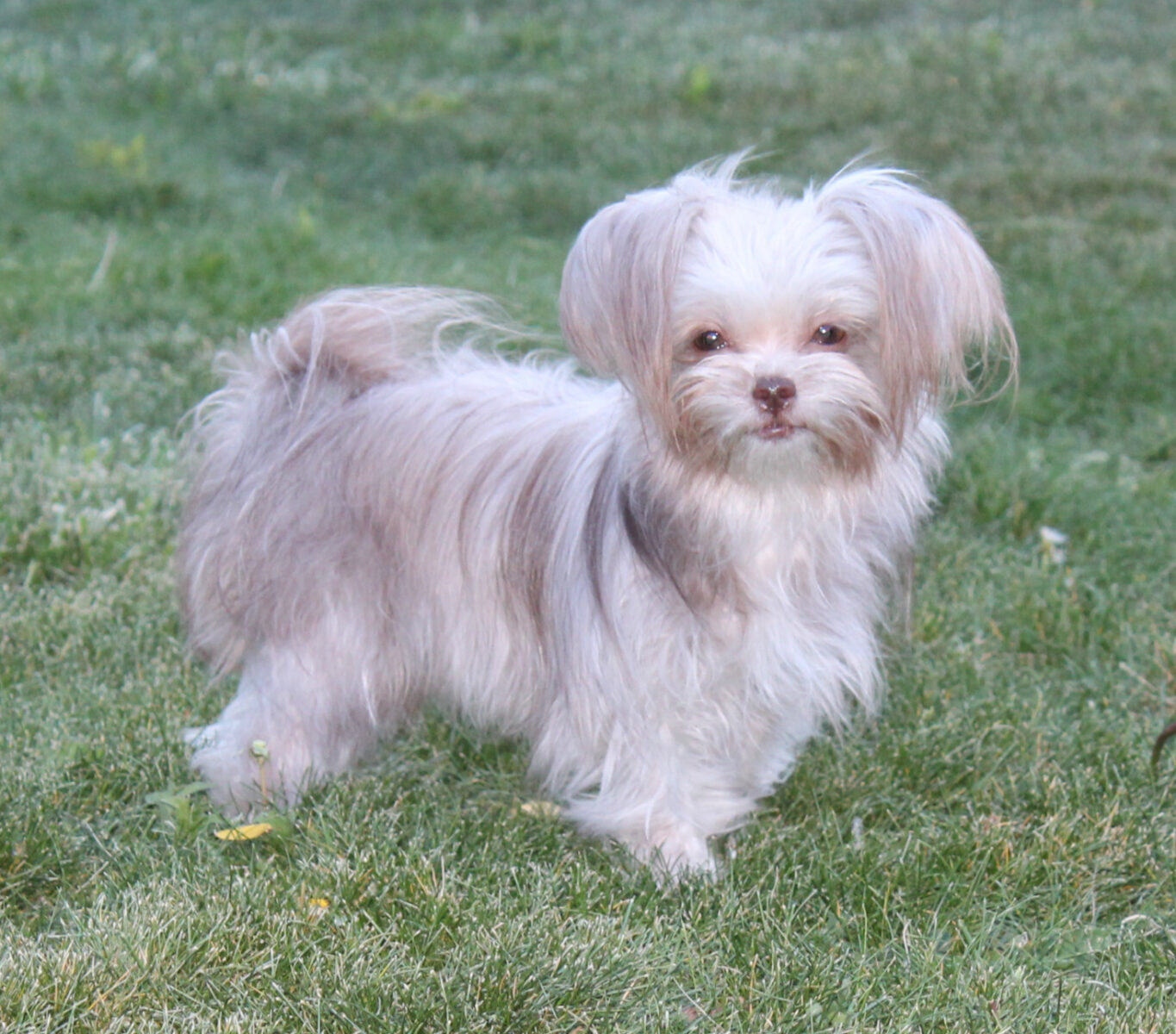 Truffle-cute-06032018