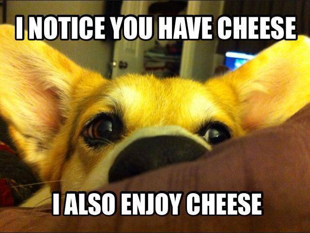 cheese-meme