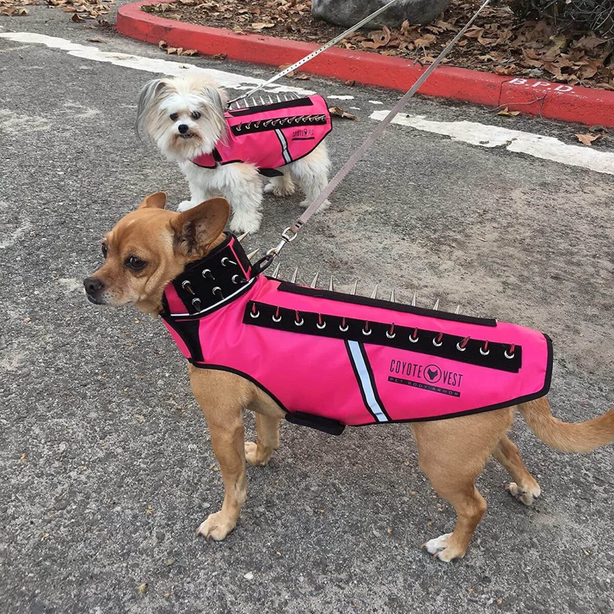 This Coyote Vest will protect Mi-Kis from predators