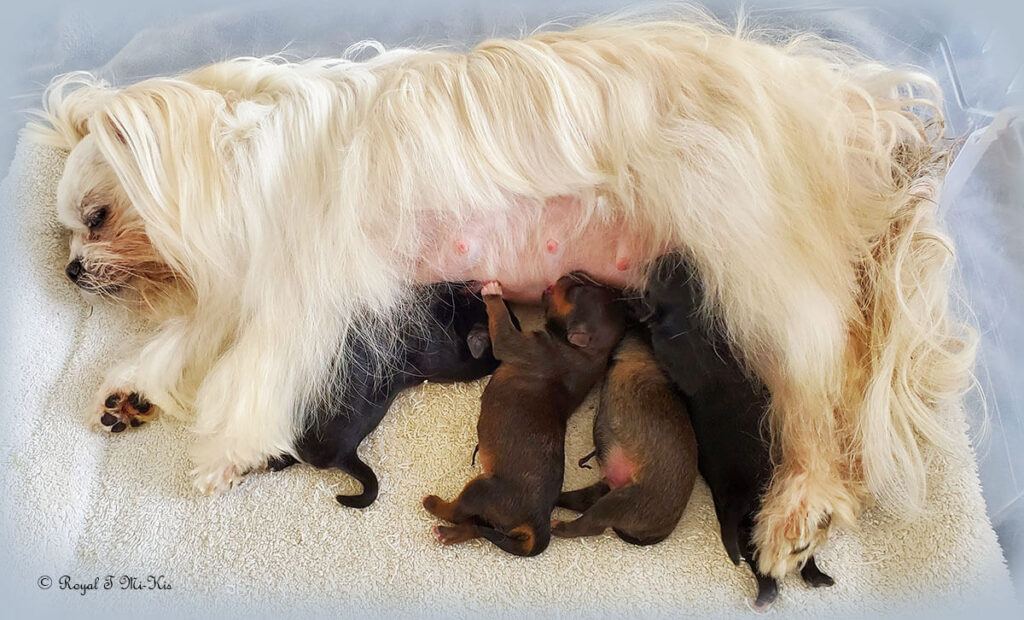 We wash our Mi-Kis before labor to minimize giardia exposure.