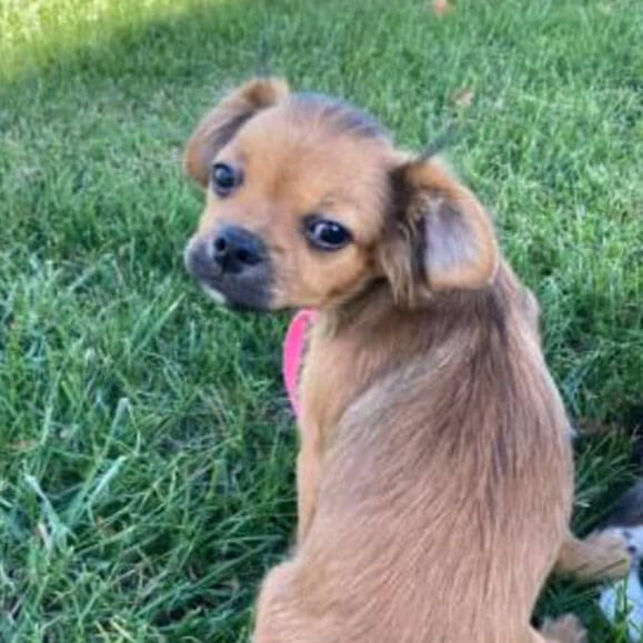 Barnaby smooth-face Mi-Ki on Embark