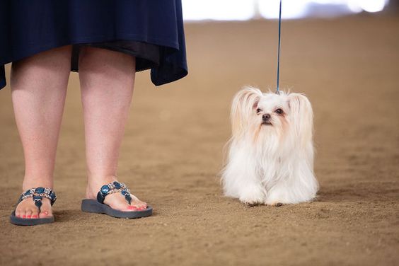 Estrellitas Count Cosmo Royal T UKC Dog Show