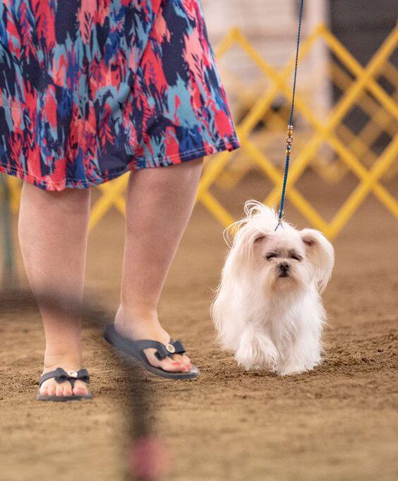 Brighton, white Mi-Ki at dog show