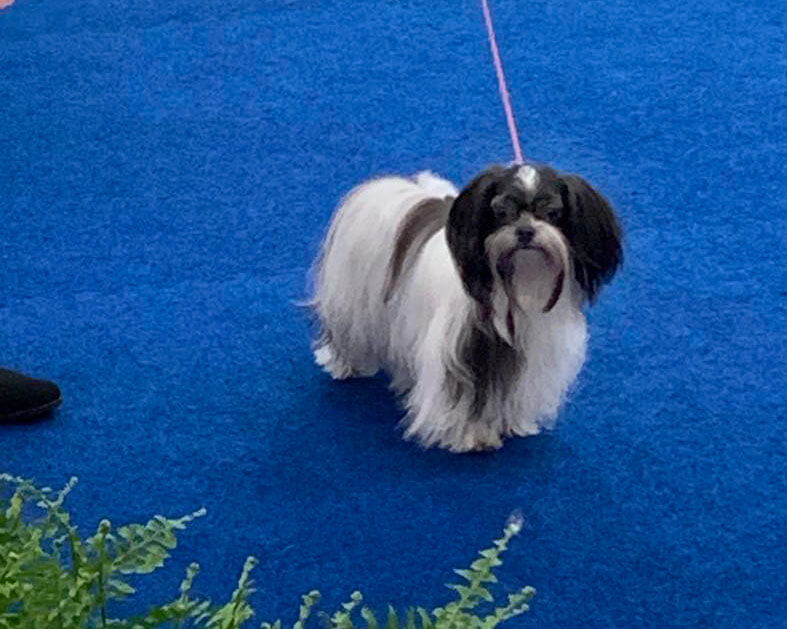 Anastasia at UKC Premier Nationals