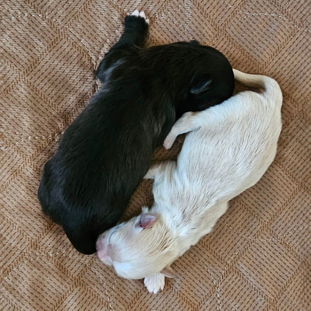 My Yin Yang inspiration for naming Mi-Ki puppies.