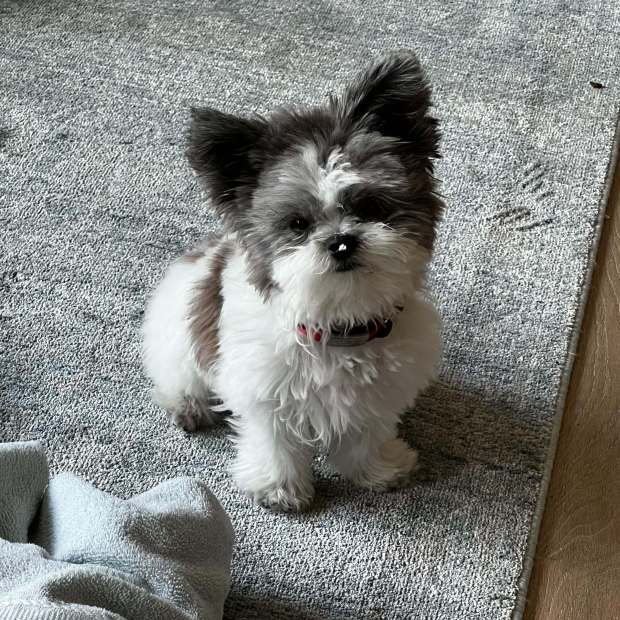 Rocky_black-white-long-coat_male_Mi-Ki_puppy_Royal-T_Mi-Kis_Testimonial-1